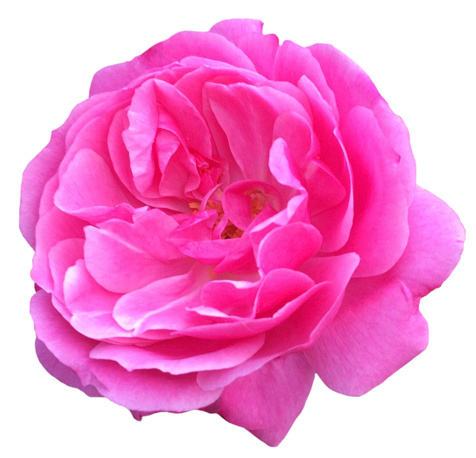 Image 20 7 17 7 18 pm A particularly lovely pink rose