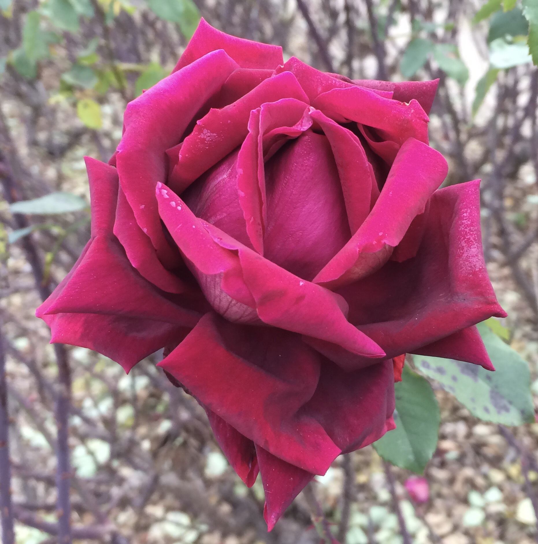 Image 20 7 17 7 19 pm A deep-red rose - one of my favourite rose colours