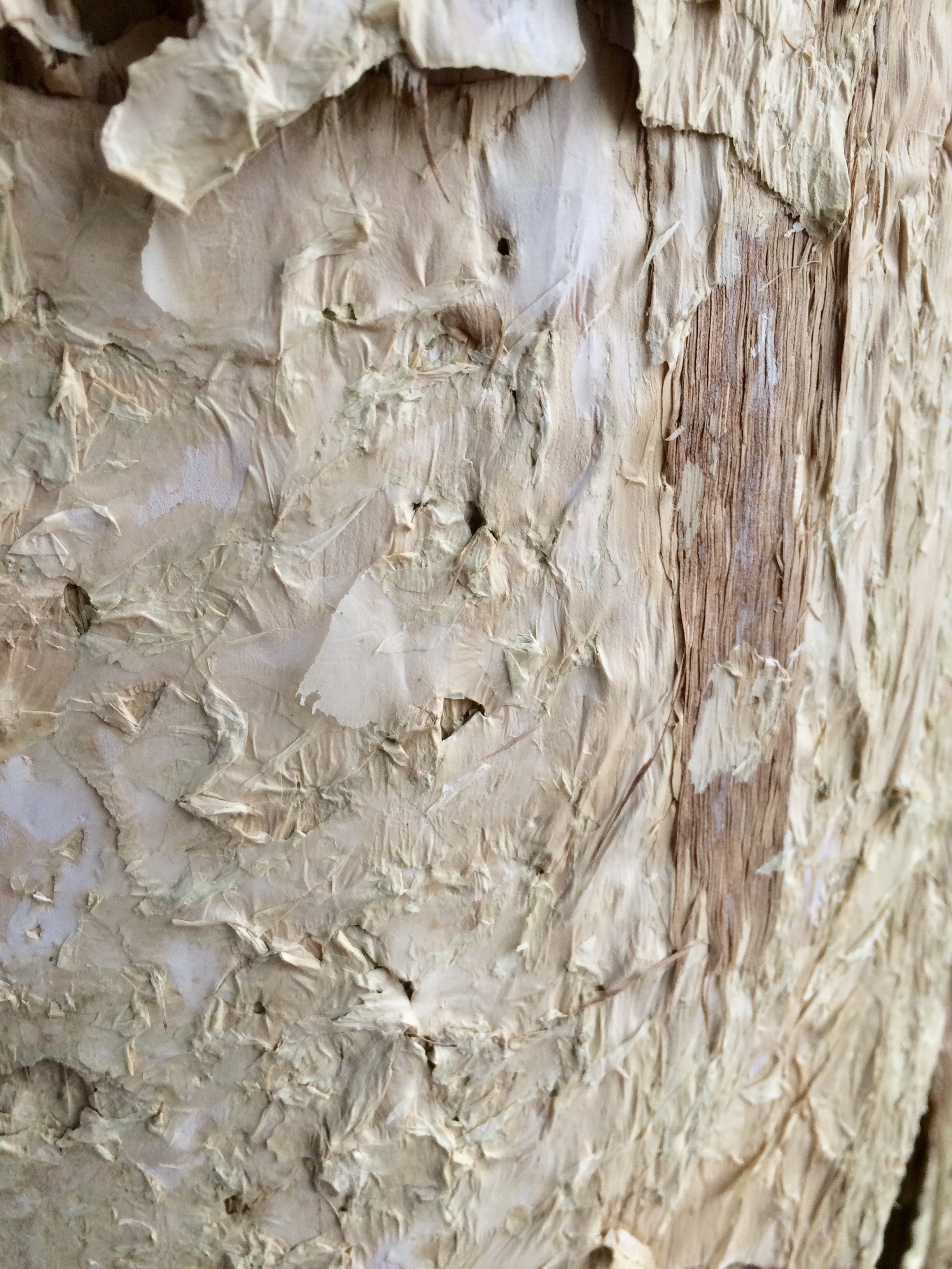 Image 20 7 17 7 27 pm The good old paper bark is another specimen with a lovely texture