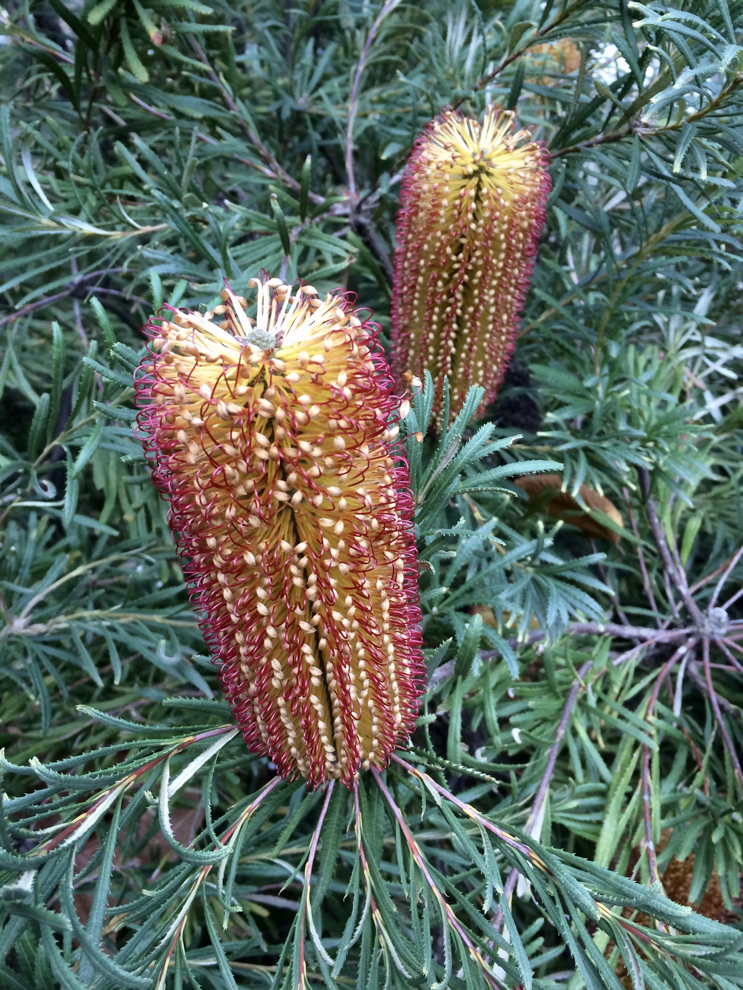 Image 21 7 17 8 20 pm Some of the lovely bottle brushes in flower at the gardens in winter