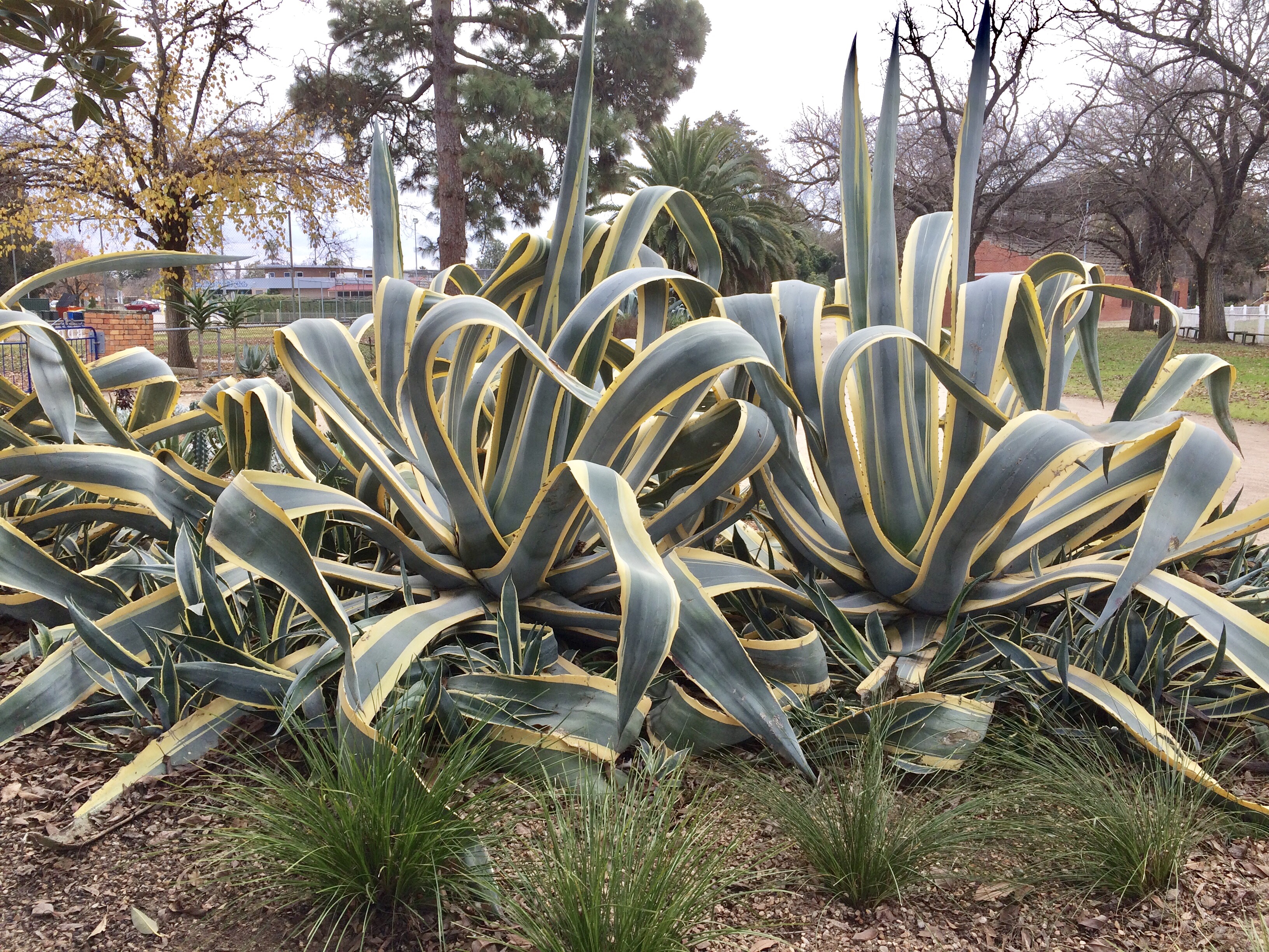 Image 21 7 17 8 21 pm Some of the giant succulents on display at the gardens