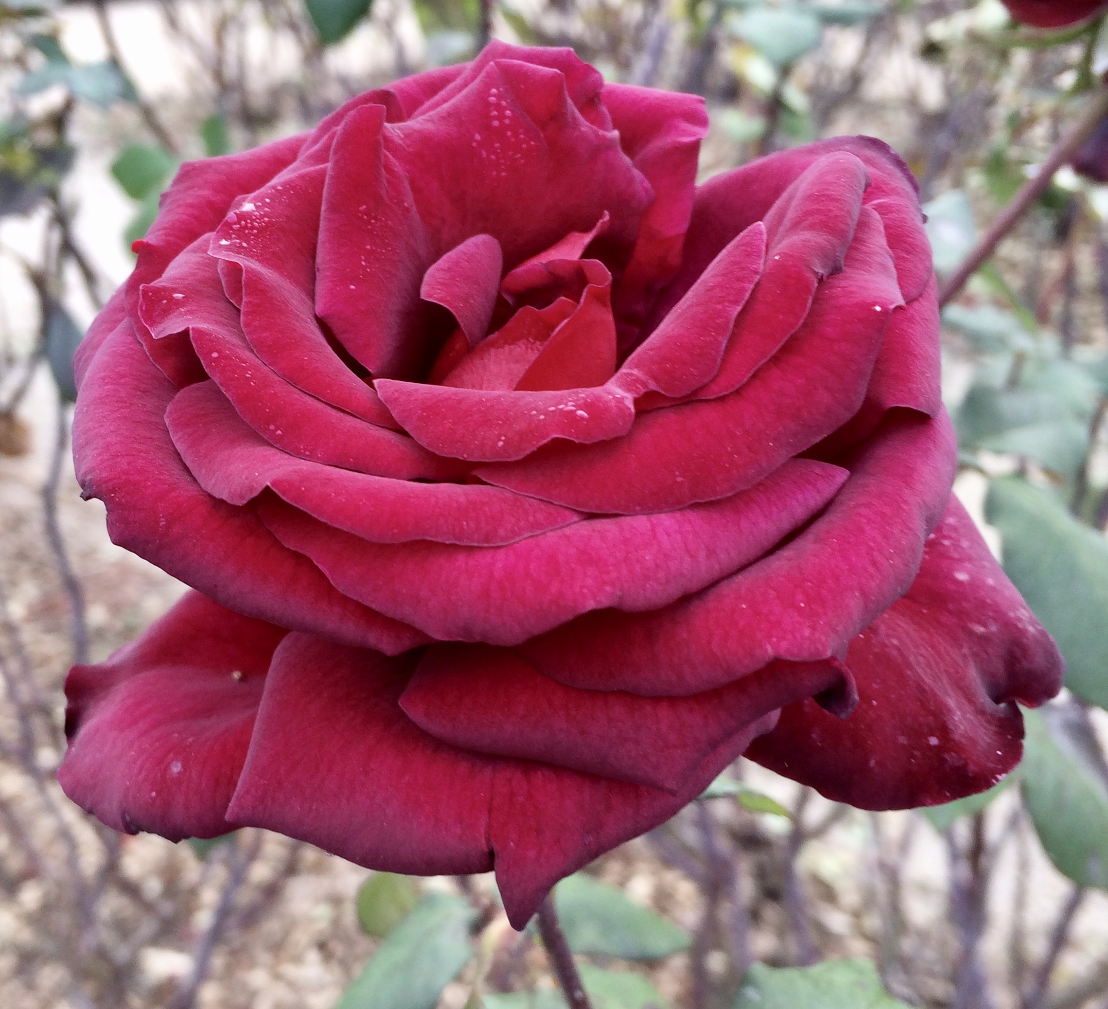 Image 24 7 17 12 05 pm A deep-red rose - one of my favourite rose colours