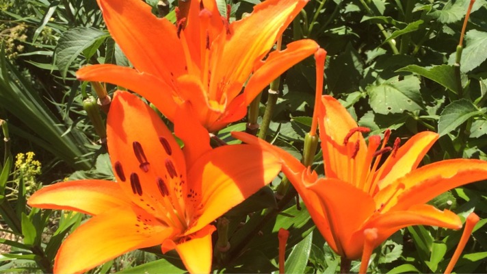 Healthy, vibrant, orange lilies