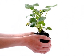 Write lead-nurturing blog posts: this is a photo of a hand holding and nurturing a seedling
